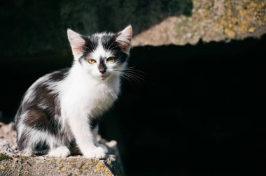 siyah ve beyaz evsiz kedi görünümünü kapat
