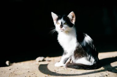 siyah ve beyaz evsiz kedi görünümünü kapat