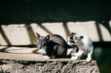 Zavallı evsiz kedi bakış Caddesi üzerinde kapatın