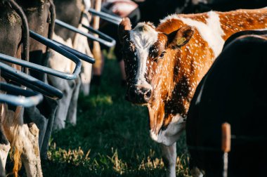 inek sürüsü görünümü mera Karpat Dağları yüksek sahasının kadar kapatın