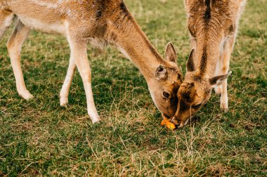 Hayvanat Bahçesi yaz aylarında sürüde karaca Grup