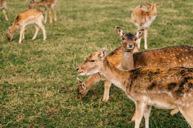 Hayvanat Bahçesi yaz aylarında sürüde karaca Grup