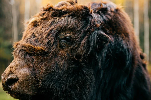 Nahaufnahme Des Wilden Pelzigen Mongolischen Yaks Zoo — Stockfoto