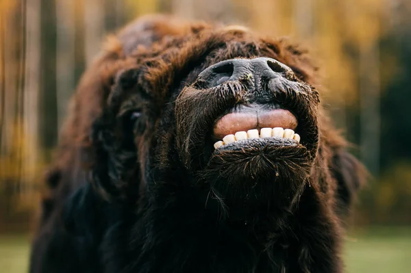 Vue Rapprochée Yak Mongol Fourrure Sauvage Dans Zoo — Photo