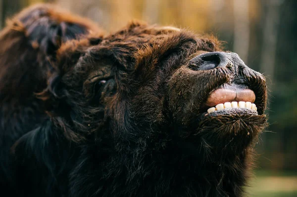 Vue Rapprochée Yak Mongol Fourrure Sauvage Dans Zoo — Photo