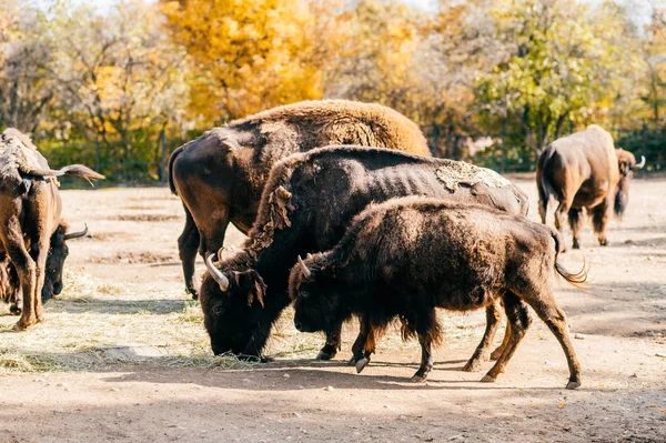 Manada Bisões Touro Zoológico Europa Ocidental — Fotografia de Stock