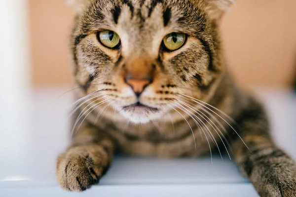 Nahaufnahme Der Niedlichen Katze Die Auf Dem Empfangstisch Ruht — Stockfoto