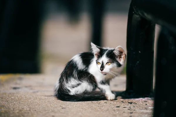 Siyah Beyaz Evsiz Kedi Görünümünü Kapat — Stok fotoğraf