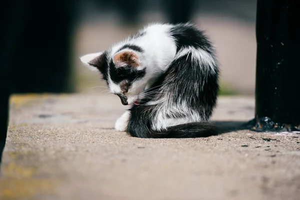 Siyah Beyaz Evsiz Kedi Görünümünü Kapat — Stok fotoğraf