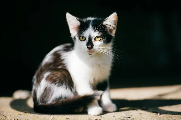 Siyah Beyaz Evsiz Kedi Görünümünü Kapat — Stok fotoğraf