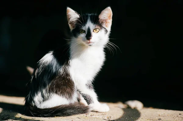 Siyah Beyaz Evsiz Kedi Görünümünü Kapat — Stok fotoğraf