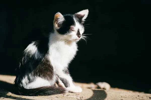 Siyah Beyaz Evsiz Kedi Görünümünü Kapat — Stok fotoğraf