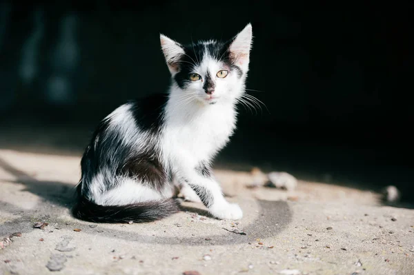 Siyah Beyaz Evsiz Kedi Görünümünü Kapat — Stok fotoğraf