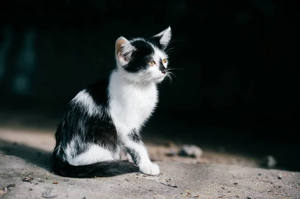 Siyah Beyaz Evsiz Kedi Görünümünü Kapat — Stok fotoğraf