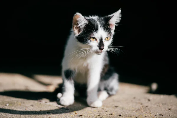 Siyah Beyaz Evsiz Kedi Görünümünü Kapat — Stok fotoğraf