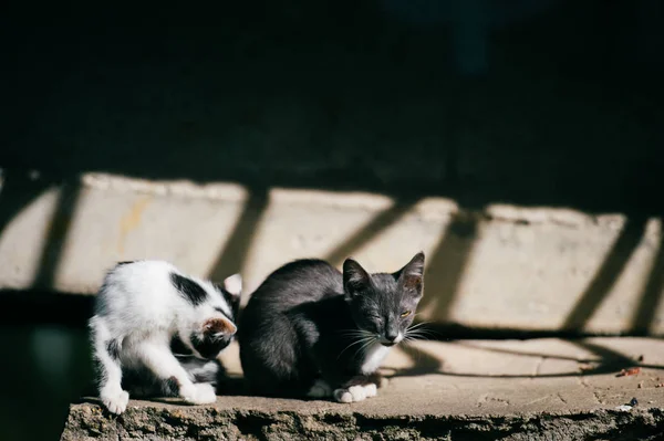 Zblízka Pohled Špatné Kočky Bez Domova Ulici — Stock fotografie