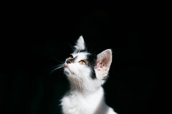 Close View Black White Homeless Cat — Stock Photo, Image