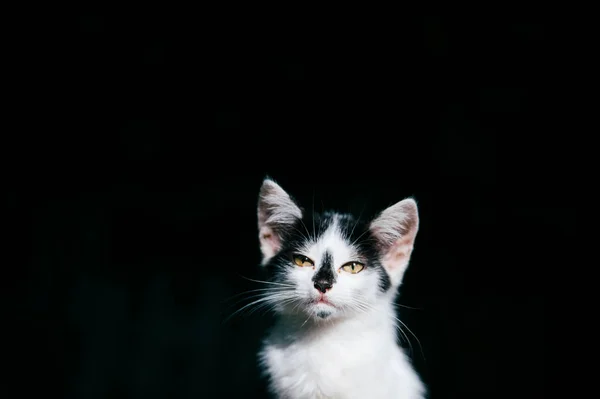 Крупный План Черно Белой Бездомной Кошки — стоковое фото