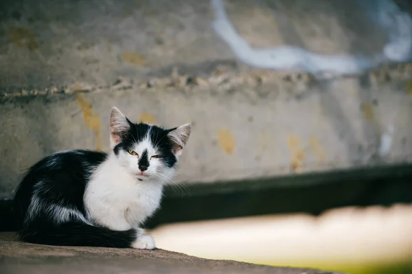 Siyah Beyaz Evsiz Kedi Görünümünü Kapat — Stok fotoğraf