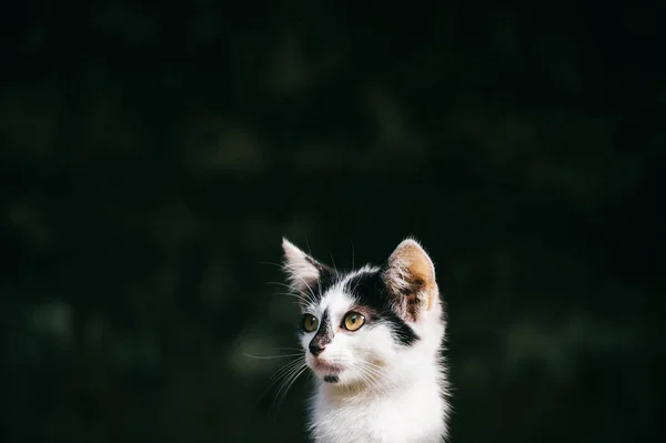 Närbild Bild Svarta Och Vita Hemlös Katt — Stockfoto