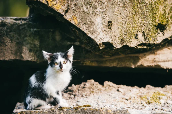 Siyah Beyaz Evsiz Kedi Görünümünü Kapat — Stok fotoğraf