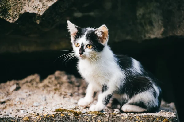 Close Van Zwart Wit Dakloze Kat — Stockfoto