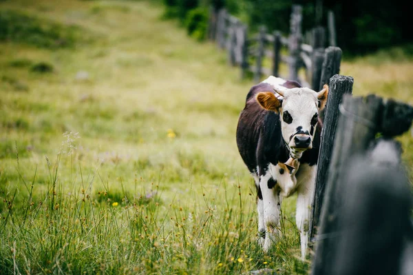 Vue Rapprochée Vache Sur Champ Pâturage Haut Dans Les Montagnes — Photo