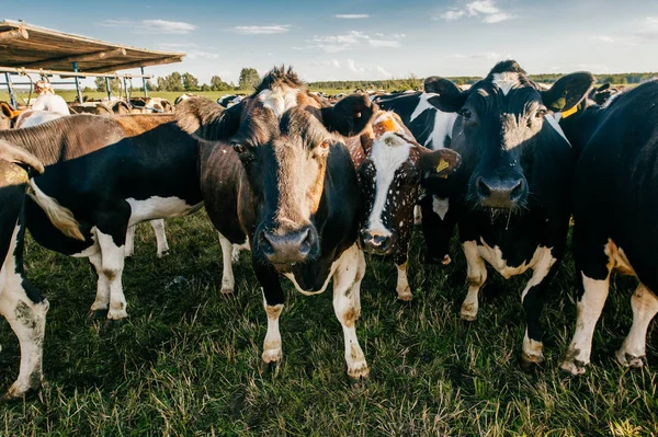 close up view of cows herd on field at pasture high in Carpathian mountains