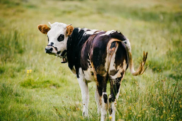 Vue Rapprochée Vache Sur Champ Pâturage Haut Dans Les Montagnes — Photo
