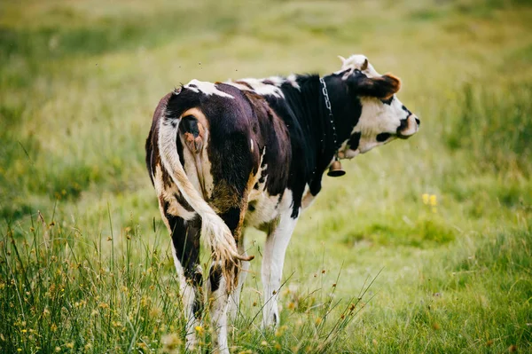 Vue Rapprochée Vache Sur Champ Pâturage Haut Dans Les Montagnes — Photo