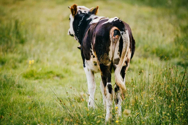 Vue Rapprochée Vache Sur Champ Pâturage Haut Dans Les Montagnes — Photo