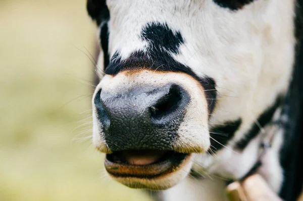 Vue Rapprochée Vache Sur Champ Pâturage Haut Dans Les Montagnes — Photo