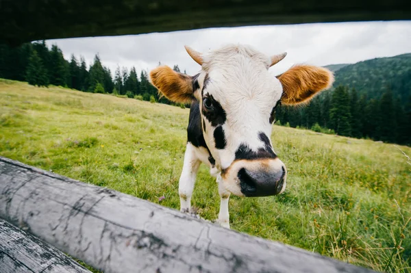 Close View Cow Field Pasture High Carpathian Mountains — Stock Photo, Image