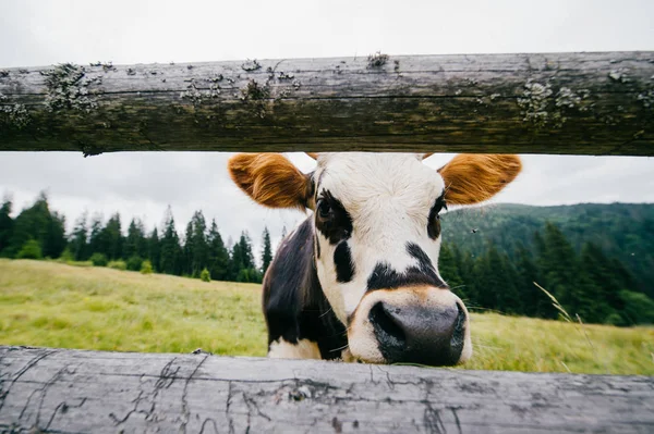 Vue Rapprochée Vache Sur Champ Pâturage Haut Dans Les Montagnes — Photo