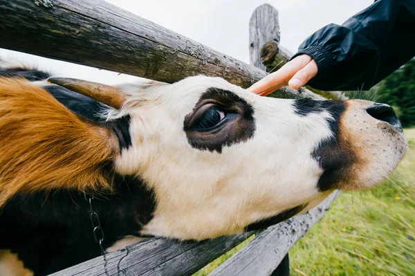 Vue Rapprochée Vache Sur Champ Pâturage Sommet Des Carpates Vue — Photo