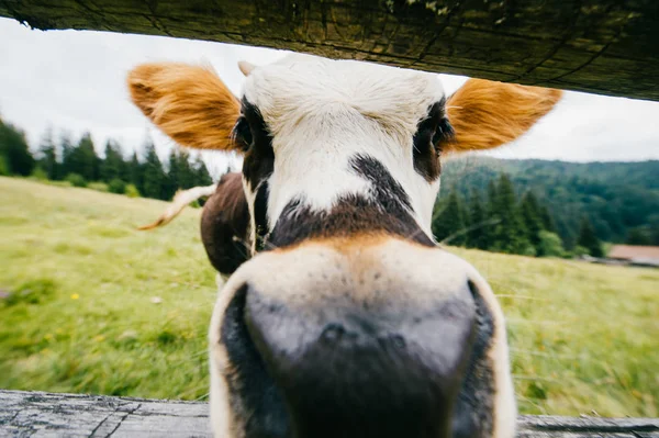 close up view of cow on field at pasture high in Carpathian mountains