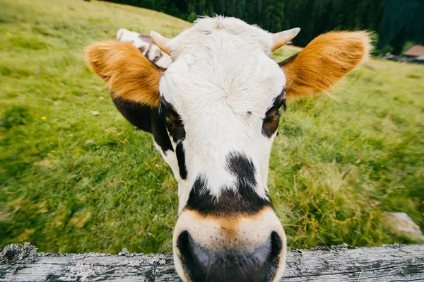 Close View Cow Field Pasture High Carpathian Mountains — Stock Photo, Image