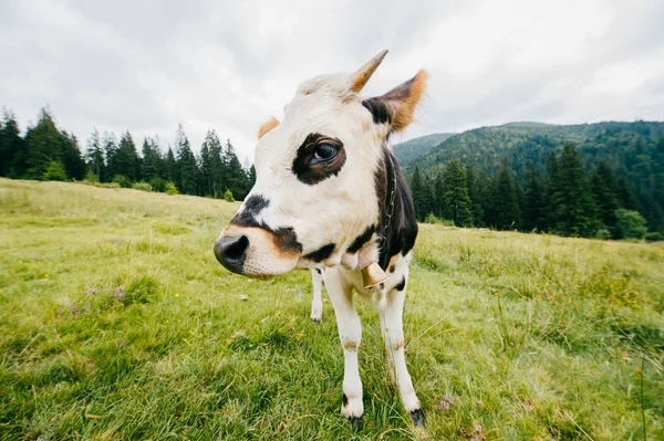 Zblízka Pohled Kráva Hřišti Pastviny Karpatských Horách Vysoké — Stock fotografie