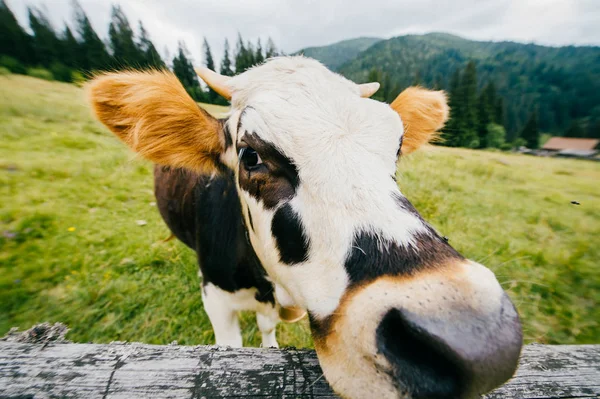 Vista Cerca Vaca Campo Los Pastos Altos Las Montañas Los — Foto de Stock