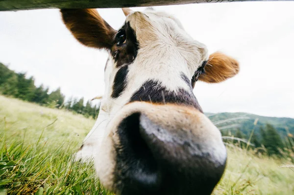 Vista Cerca Vaca Campo Los Pastos Altos Las Montañas Los — Foto de Stock