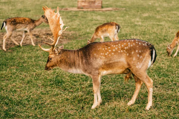 Skupina Stáda Srnčí Zvěř Zoo Létě — Stock fotografie