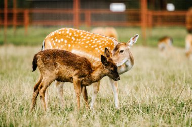 Hayvanat Bahçesi yaz aylarında sürüde karaca Grup