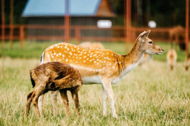 Hayvanat Bahçesi yaz aylarında sürüde karaca Grup