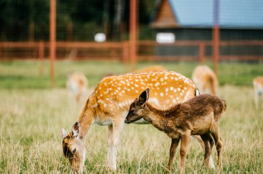 Hayvanat Bahçesi yaz aylarında sürüde karaca Grup