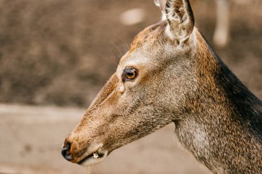 vahşi karaca Hayvanat Bahçesi görünümünü kapat