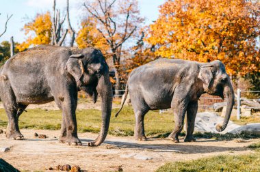 Filler Africain sonbahar Güney safari Park doğal yaşam alanı