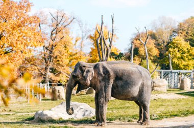 fil Africain sonbahar Güney safari Park doğal ortamlarında