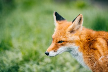 yeşil çimenlerin üzerinde oturan küçük tilki görünümünü kapat