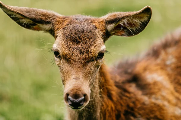 Zblízka Pohled Divoké Srnec Zoo — Stock fotografie