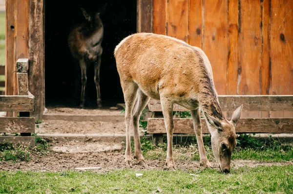 Skupina Stáda Srnčí Zvěř Zoo Létě — Stock fotografie